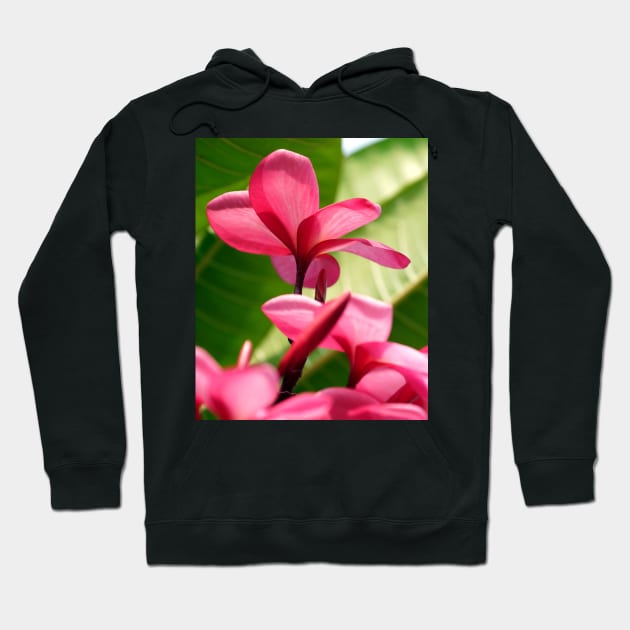 plumeria-flowers-frangipani-floral-red-petals-shirtyshirto-45 Hoodie by Shirty.Shirto